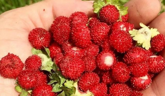 Dağ çileği para kazandırıyor: Alanya’da iş olur mu?