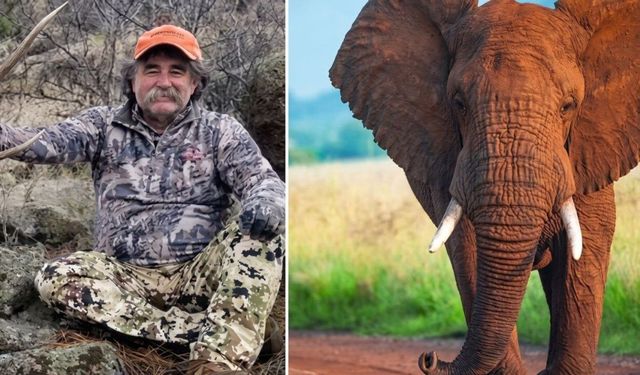 ABD'li milyoner avcı Gabon'da fillerin saldırısında öldü