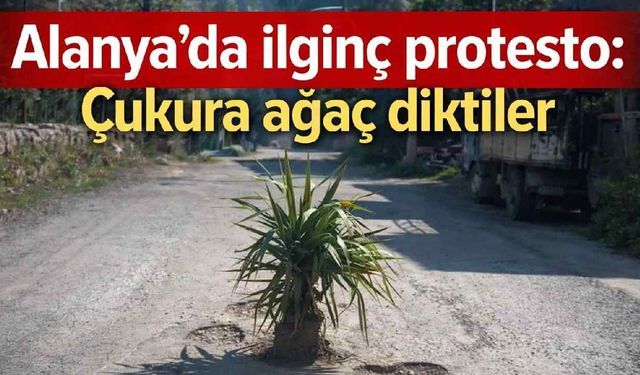 Alanya’da ilginç protesto: Yoldaki çukura ağaç diktiler