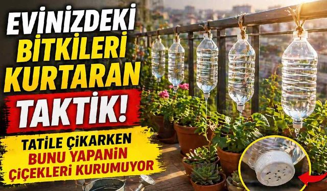 Evinizdeki bitkileri kurtaran taktik: Tatile çıkarken bunu yapanın çiçekleri kurumuyor