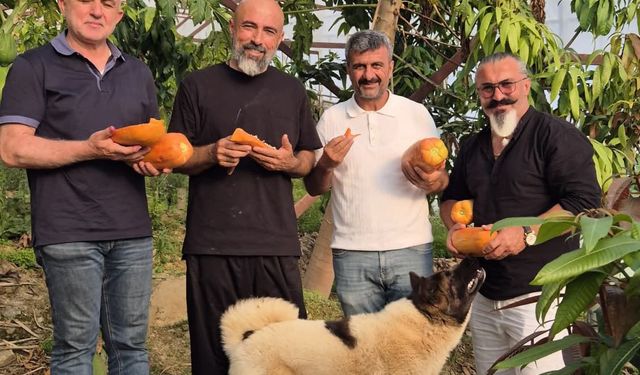 Alanya’nın tropikal meyveleri turistlerle buluşuyor