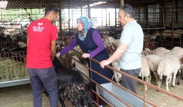 Antalya’da kurban pazarları hareketlendi: Küçükbaş 15 bin, büyükbaş 450 bin liraya kadar çıkıyor