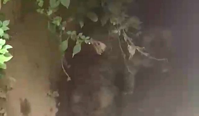 Alanya’da su kanalında mahsur kalan yavru köpekler kurtarıldı