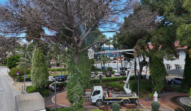 Alanya’da çam ağaçlarını tehdit eden kabuk böceğine karşı ortak mücadele başlatıldı