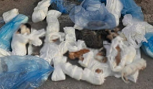 İzmir'de 33 ölü kedi bulundu: Bir veteriner gözaltında
