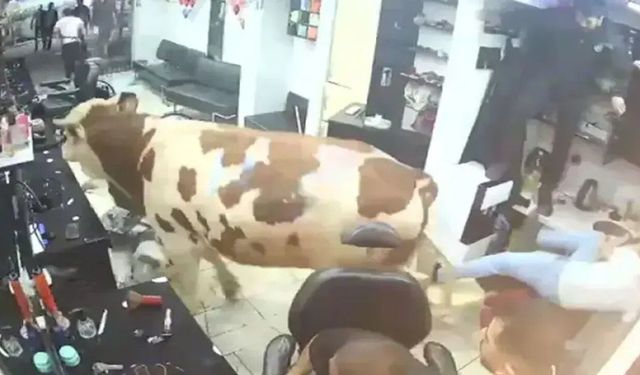 Sahibinden kaçan kurbanlık boğa kuaför salonuna daldı