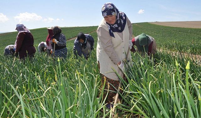 Tarımda kriz büyüyor: Çiftçi sayısı 616 bin 244'e düştü