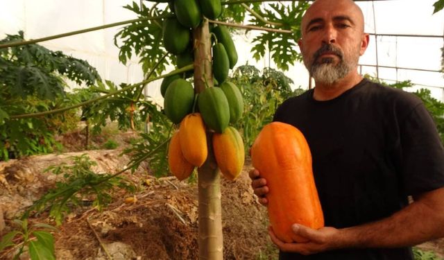 Alanya'nın bal papayası tezgaha indi: Kilosu 80-90 TL