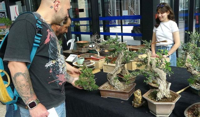 Değeri 1 milyon liraya ulaşan bonsai ağaçları sergileniyor