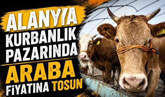 Alanya kurbanlık pazarında araba fiyatına tosun