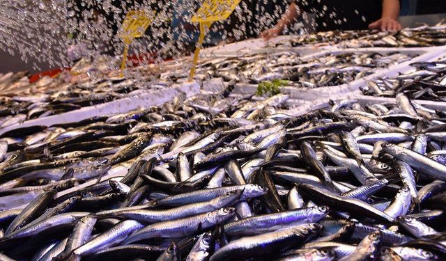 İstanbul balık halinde en çok hamsi satıldı