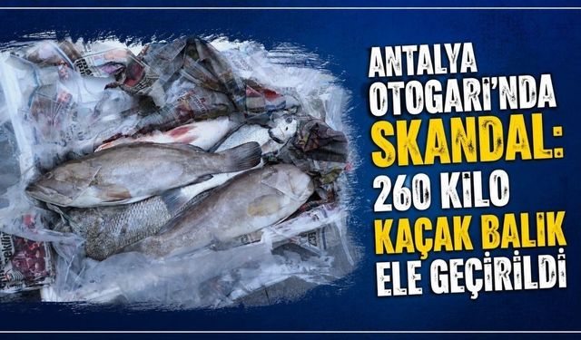 Antalya otogarında 260 kilo kaçak balık ele geçirildi