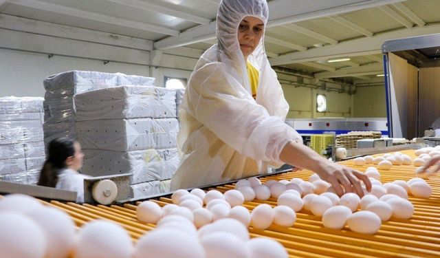 Avrupa'da kuş gribi yumurta ihracatını zirveye taşıdı