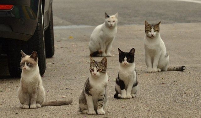 Vietnam'da et ticareti için çalınan 400 kedi kurtarıldı