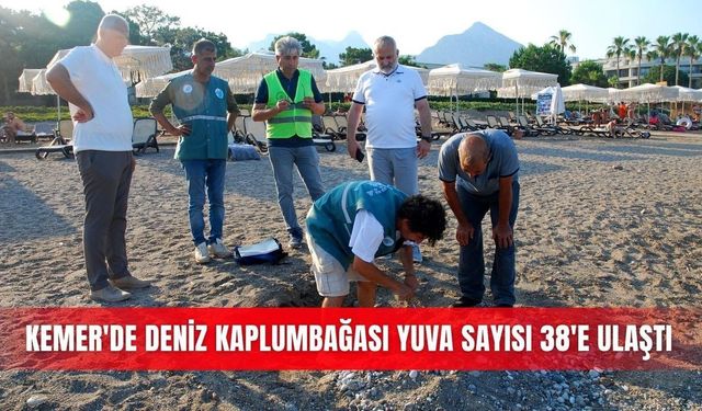 Kemer'de caretta caretta yuva sayısı 38'e yükseldi