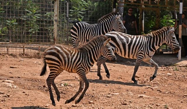 Antalya Doğal Yaşam Parkı'nda nadir türler yavruladı