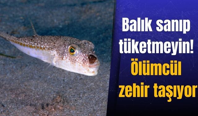 Uzmanlardan Antalya için ölümcül balon balığı uyarısı