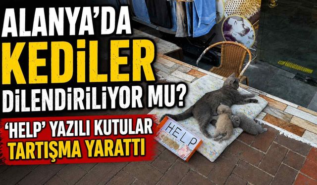 Alanya'da Kediler dilendiriliyor mu? ‘HELP’ yazılı kutular tartışma yarattı