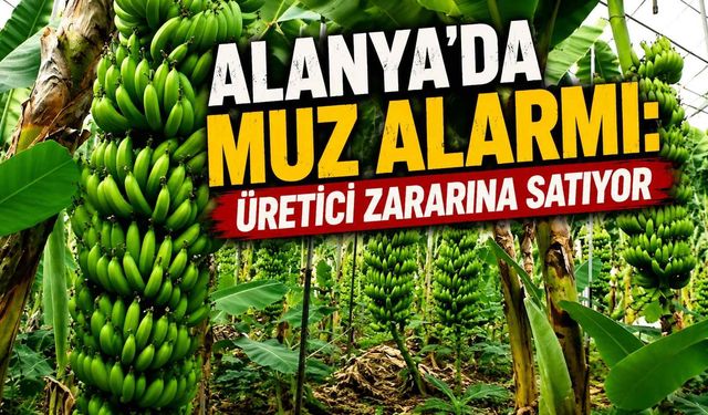 Alanya’da muz alarmı: Üretici zararına satıyor