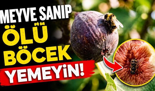 İncir ve incir arısının sıra dışı ilişkisi yeniden gündemde