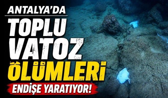 Antalya açıklarında 40'a yakın vatoz ölü bulundu
