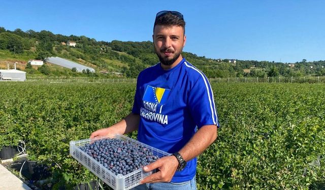 Sinop'ta yaban mersini hasadı başladı: Kilosu 650 lira