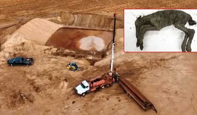 Sibirya'da sıvı kanı korunan 42 bin yıllık tay bulundu