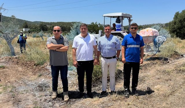 Muğla'da taşınan zeytin ağaçlarına bilimsel koruma