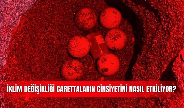 Çıralı'daki carettalar için 5 yıllık sıcaklık deneyi