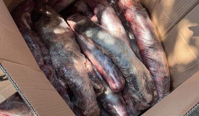 Alanya Mahmutlar'da 300 kilo şüpheli et imha edildi