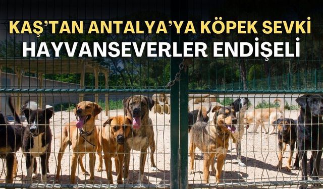 Kaş'taki köpekler Antalya'ya nakledildi, dernek tepkili