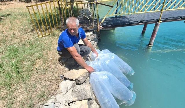 Manavgat sularına 400 bin sazan yavrusu bırakıldı