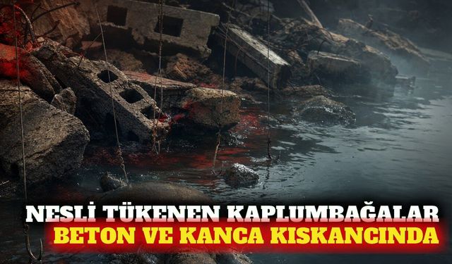Antalya'da Nil kaplumbağalarına beton ve kanca tehdidi