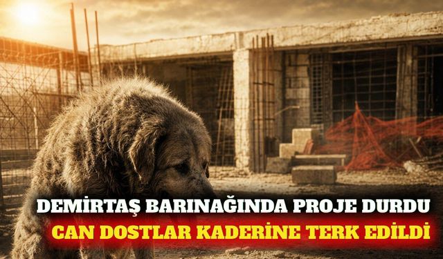 Demirtaş barınağında çalışma durdu iddiası