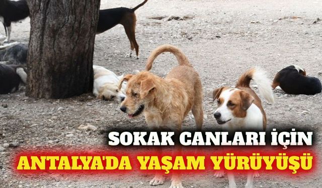 Antalya'da hayvan hakları için yaşam yürüyüşü yapılacak