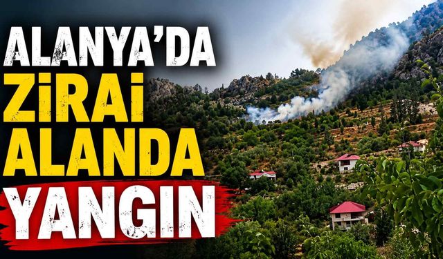 Alanya'da zirai alanda yangın