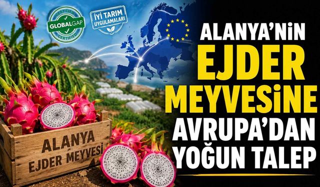Alanya'nın ejder meyvesine Avrupa'dan yoğun talep