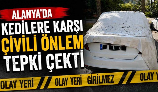 Alanya'da kedilere karşı çivili önlem tepki çekti