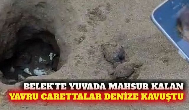 Belek sahilinde mahsur kalan 10 caretta denize ulaştı