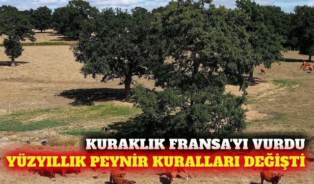 Fransa'da kuraklık peynir üretim kurallarını değiştirdi