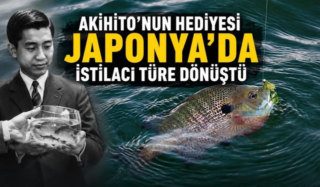 Akihito'nun hediyesi Japonya'da istilacı türe dönüştü