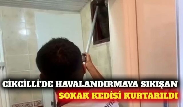 Cikcilli'de bacaya düşen sokak kedisi kurtarıldı