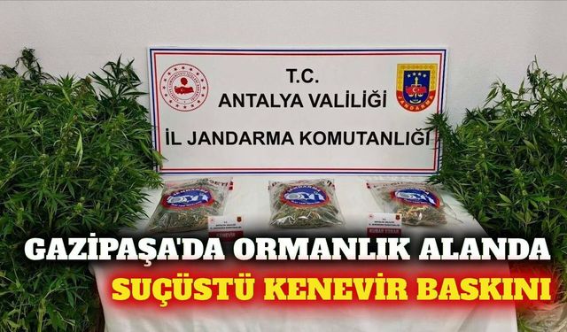 Gazipaşa'da ormanlık alanda suçüstü kenevir operasyonu