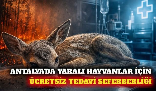 Antalya'da yaralı hayvanlara ücretsiz veteriner tedavisi