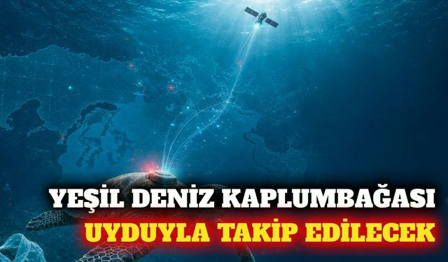 Antalya'da yeşil deniz kaplumbağası uyduyla izlenecek