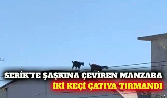 Serik'te iki keçi 3 katlı inşaatın çatısına çıktı