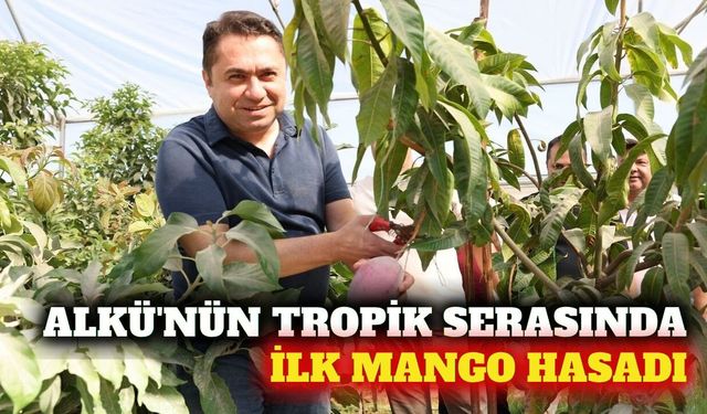 Alanya'da ALKÜ serasında ilk mango hasadı yapıldı