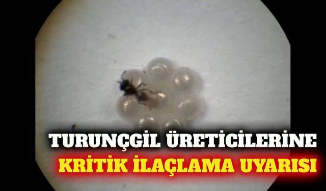 Antalya'da turunçgil üreticilerine ilaçlama uyarısı