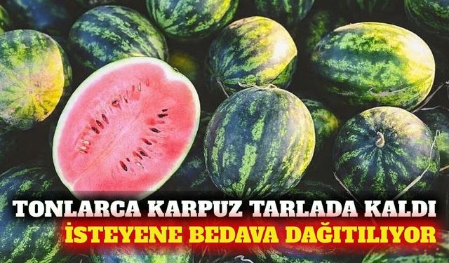 Tarlada kalan 2 bin 500 ton karpuz ücretsiz dağıtılıyor