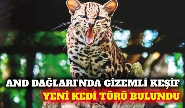 And Dağları'nda yeni kedi türü: Leopardus tilcayo